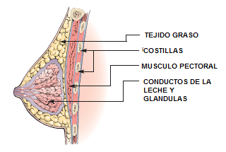Explicación de la composición de un seno
